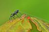 Zelotinae inconnu